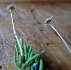 Felicia filifolia schlechteri