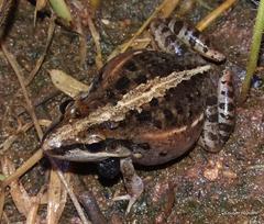 Ptychadena mossambica