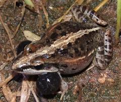 Ptychadena mossambica