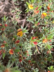 Pultenaea tenuifolia
