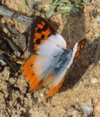 Chrysoritis pan henningi