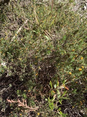 Pultenaea tenuifolia