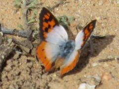 Chrysoritis pan henningi