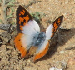 Chrysoritis pan henningi