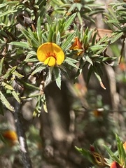 Pultenaea pedunculata