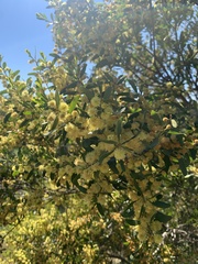 Acacia rostriformis