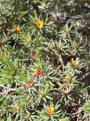 Pultenaea pedunculata