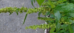 Rumex japonicus