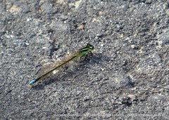 Ischnura chingaza