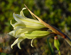 Cyrtanthus loddigesianus