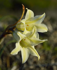 Cyrtanthus loddigesianus