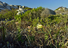 Cyrtanthus loddigesianus