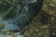 Epinephelus macrospilos