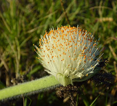 Haemanthus albiflos