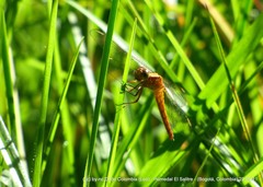 Sympetrum gilvum