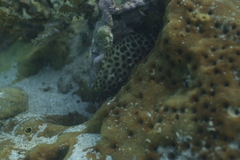 Epinephelus macrospilos