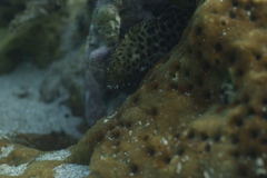 Epinephelus macrospilos