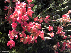 Viviania marifolia