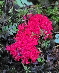 Ramaria araiospora