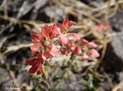 Viviania marifolia