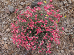 Viviania marifolia