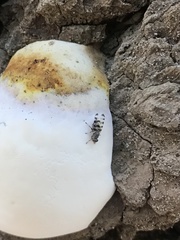 Pseudotephritina