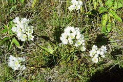 Gentianella corymbifera