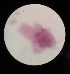 Amoeba proteus