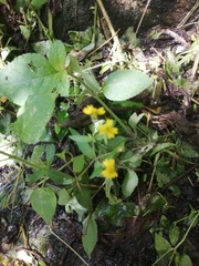 Trigonospermum annuum