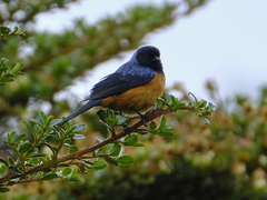 Conirostrum sitticolor