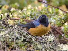 Conirostrum sitticolor