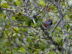 Synallaxis subpudica