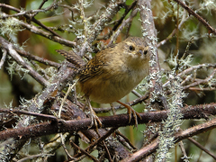 Cistothorus platensis