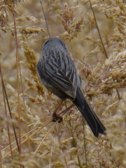 Catamenia