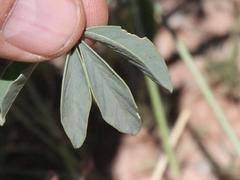 Crotalaria argyraea