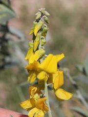 Crotalaria argyraea