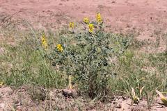 Crotalaria argyraea