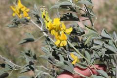 Crotalaria argyraea