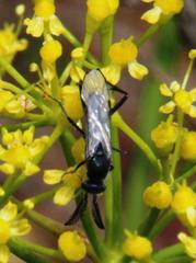 Afrosciadium platycarpum