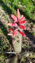 Cleistocactus baumannii