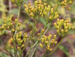 Afrosciadium platycarpum