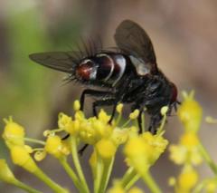 Afrosciadium platycarpum