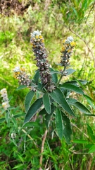 Buddleja stachyoides