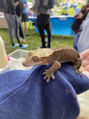 Correlophus ciliatus