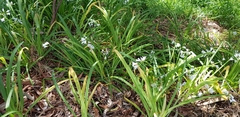 Allium triquetrum