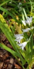Allium triquetrum