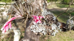 Tillandsia recurvifolia