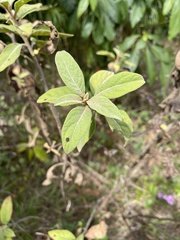 Pluchea carolinensis