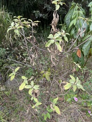 Pluchea carolinensis