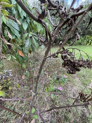 Pluchea carolinensis